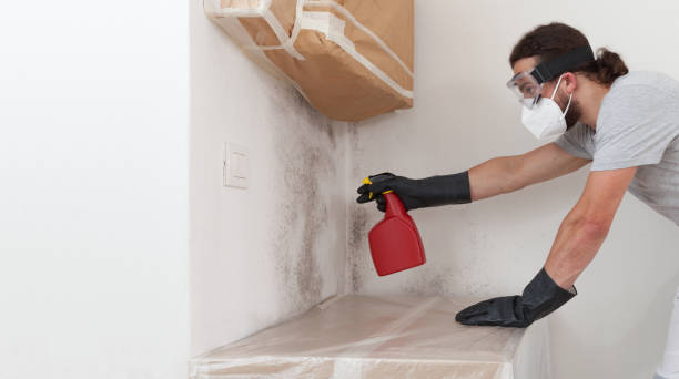 Basement Mold Remediation treatment on basement walls in Rixeyville