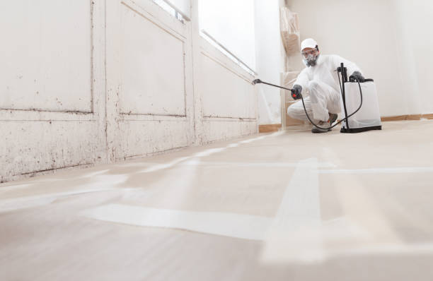 Black mold remediation team in Rixeyville